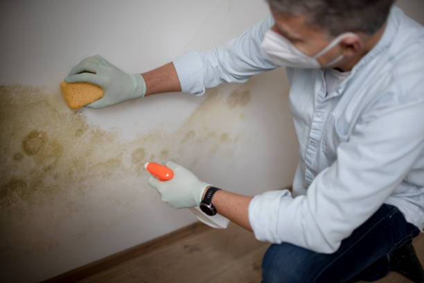 Best DIY Mold Remediation Support Services in Eufaula, AL
