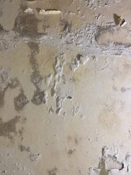Eufaula, AL Mold Remediation Company