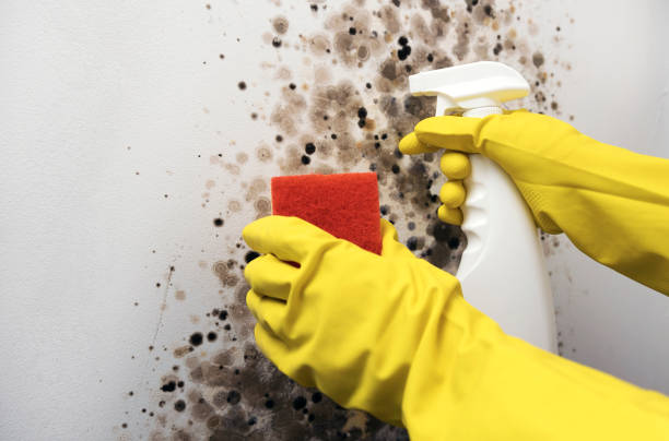 Best Kitchen Mold Remediation in Eufaula, AL