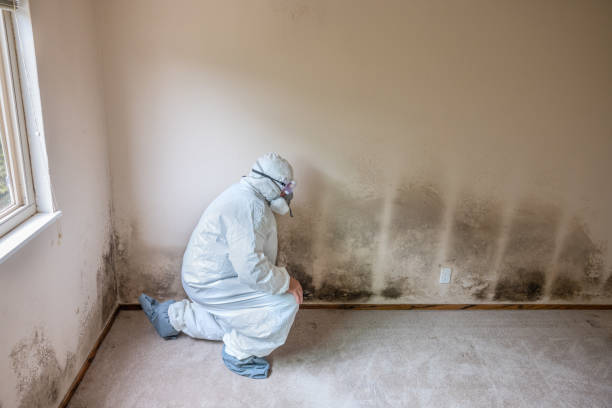 Best Post-Flood Mold Remediation in Eufaula, AL