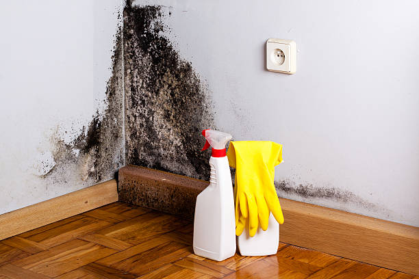 Best Commercial Mold Remediation in Eufaula, AL
