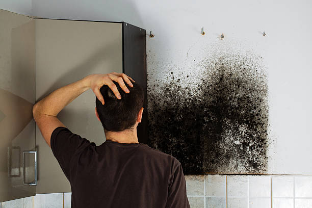 Best Attic Mold Remediation in Eufaula, AL