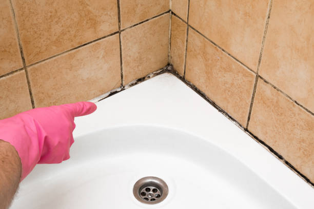 Best Black Mold Remediation in Eufaula, AL